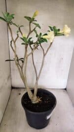 Planta Dobrada 3759 – 50cm – 04 anos - Imagem 10