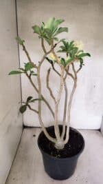 Planta Dobrada 3759 – 50cm – 04 anos - Imagem 8