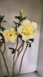 Planta Dobrada 3759 – 50cm – 04 anos - Imagem 7