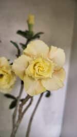 Planta Dobrada 3759 – 50cm – 04 anos - Imagem 3