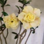 Planta Dobrada 3759 – 50cm – 04 anos