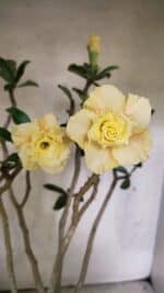 Planta Dobrada 3759 – 50cm – 04 anos