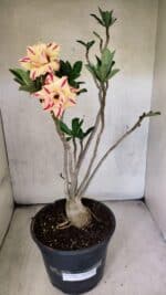 Planta Dobrada 3760 – 50cm – 04 anos - Imagem 2