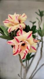 Planta Dobrada 3760 – 50cm – 04 anos - Imagem 10