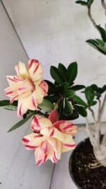 Planta Dobrada 3760 – 50cm – 04 anos - Imagem 6