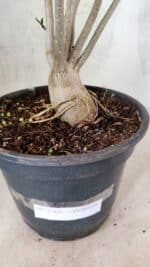 Planta Dobrada 3760 – 50cm – 04 anos - Imagem 9