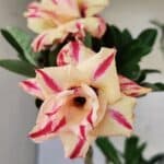 Planta Dobrada 3760 – 50cm – 04 anos