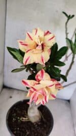 Planta Dobrada 3760 – 50cm – 04 anos - Imagem 4