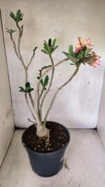 Planta Dobrada 3760 – 50cm – 04 anos - Imagem 8