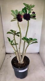 Planta Dobrada 3761 – 50cm – 04 anos - Imagem 2