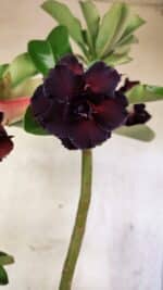 Planta Dobrada 3761 – 50cm – 04 anos - Imagem 7