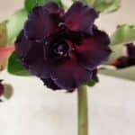 Planta Dobrada 3761 – 50cm – 04 anos