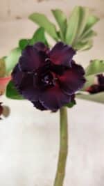 Planta Dobrada 3761 – 50cm – 04 anos