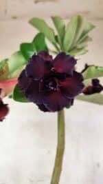 Planta Dobrada 3761 – 50cm – 04 anos - Imagem 3