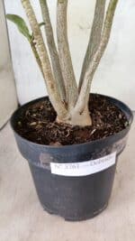 Planta Dobrada 3761 – 50cm – 04 anos - Imagem 8