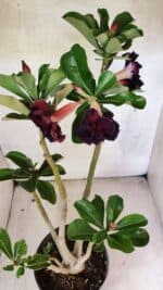 Planta Dobrada 3761 – 50cm – 04 anos - Imagem 4