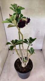 Planta Dobrada 3761 – 50cm – 04 anos - Imagem 5