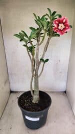 Planta Dobrada 3762 – 50cm – 04 anos - Imagem 2