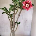 Planta Dobrada 3762 – 50cm – 04 anos