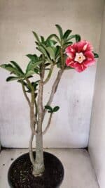 Planta Dobrada 3762 – 50cm – 04 anos