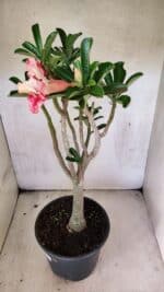 Planta Dobrada 3762 – 50cm – 04 anos - Imagem 8
