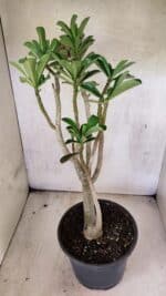 Planta Dobrada 3762 – 50cm – 04 anos - Imagem 7