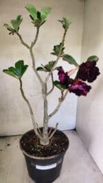 Planta Dobrada 3763 – 50cm – 04 anos - Imagem 2