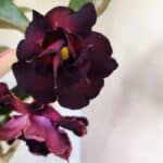 Planta Dobrada 3763 – 50cm – 04 anos