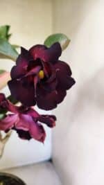 Planta Dobrada 3763 – 50cm – 04 anos