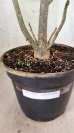 Planta Dobrada 3763 – 50cm – 04 anos - Imagem 7