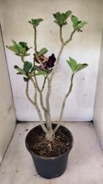 Planta Dobrada 3763 – 50cm – 04 anos - Imagem 5