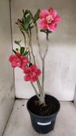 Planta Dobrada 3764 – 50cm – 04 anos - Imagem 2