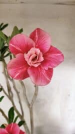 Planta Dobrada 3764 – 50cm – 04 anos - Imagem 3