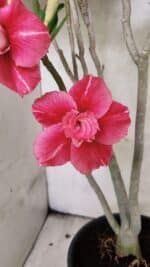 Planta Dobrada 3764 – 50cm – 04 anos - Imagem 5