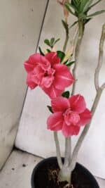 Planta Dobrada 3764 – 50cm – 04 anos - Imagem 4