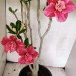 Planta Dobrada 3764 – 50cm – 04 anos