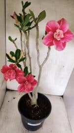 Planta Dobrada 3764 – 50cm – 04 anos