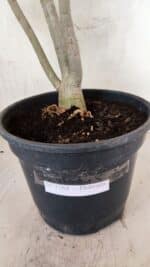 Planta Dobrada 3764 – 50cm – 04 anos - Imagem 10