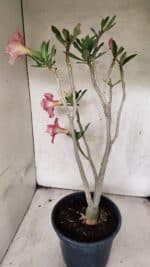 Planta Dobrada 3764 – 50cm – 04 anos - Imagem 9