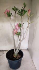 Planta Dobrada 3764 – 50cm – 04 anos - Imagem 7