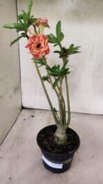 Planta Dobrada 3765 – 35cm – 03 anos - Imagem 2