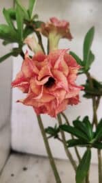 Planta Dobrada 3765 – 35cm – 03 anos - Imagem 10