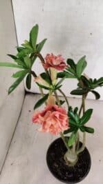 Planta Dobrada 3765 – 35cm – 03 anos - Imagem 4