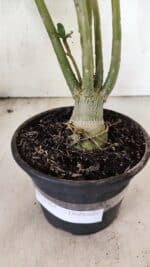 Planta Dobrada 3765 – 35cm – 03 anos - Imagem 9