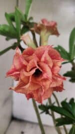 Planta Dobrada 3765 – 35cm – 03 anos - Imagem 3