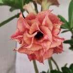 Planta Dobrada 3765 – 35cm – 03 anos