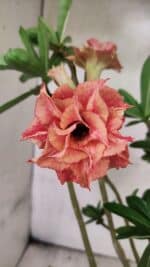 Planta Dobrada 3765 – 35cm – 03 anos