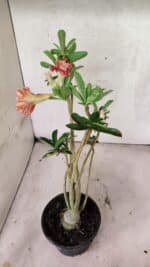 Planta Dobrada 3765 – 35cm – 03 anos - Imagem 8