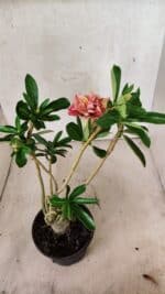 Planta Dobrada 3765 – 35cm – 03 anos - Imagem 6
