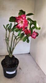 Planta Dobrada 3766 – 35cm – 03 anos - Imagem 2